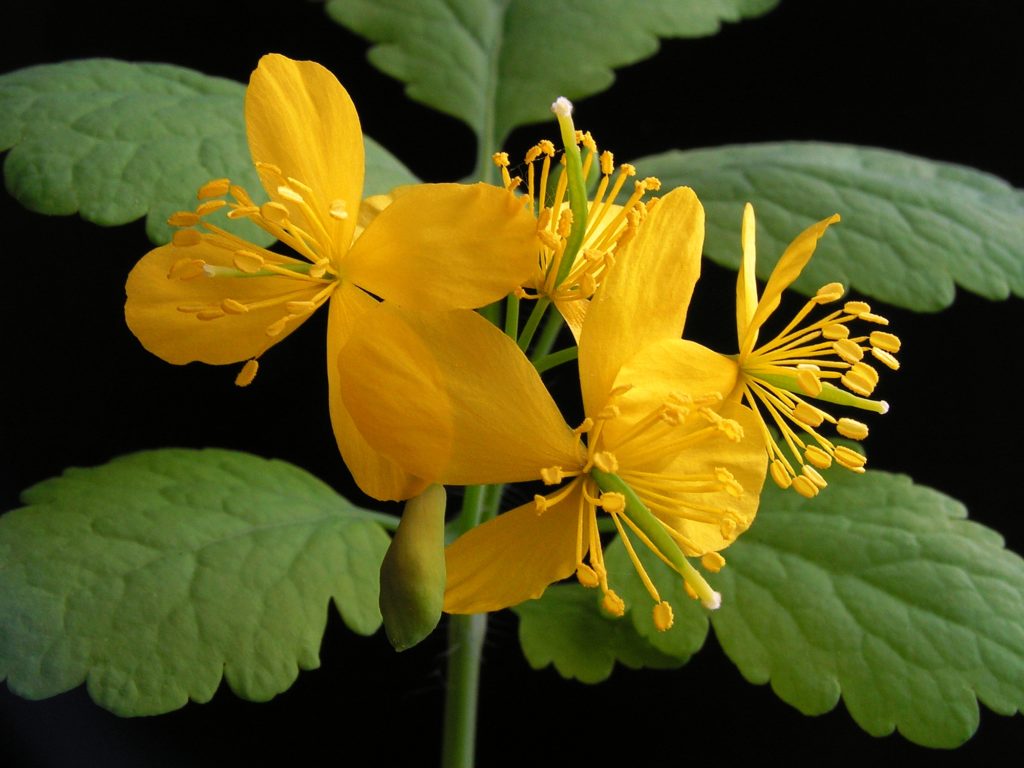 Чистотел большой (Chelidonium majus L.) Цветки