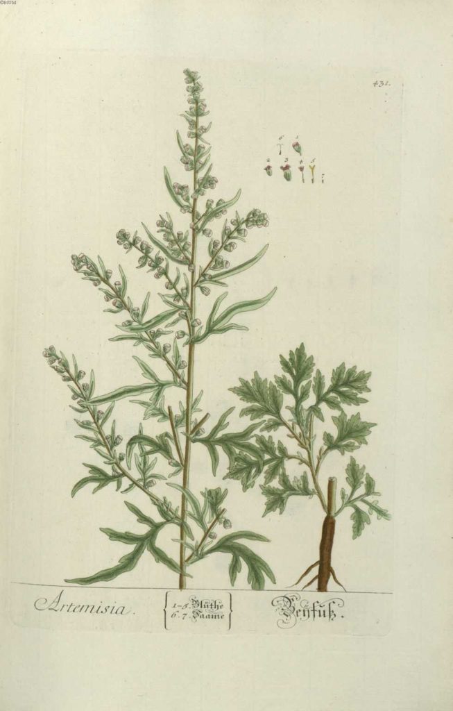 Полынь / gravure_plante_medicinale_-_artemisia