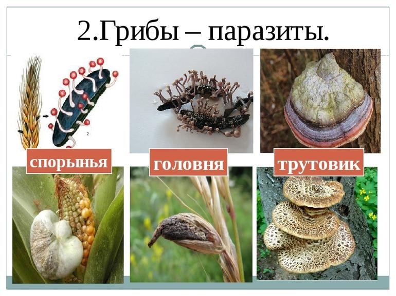 Грибыпаразиты