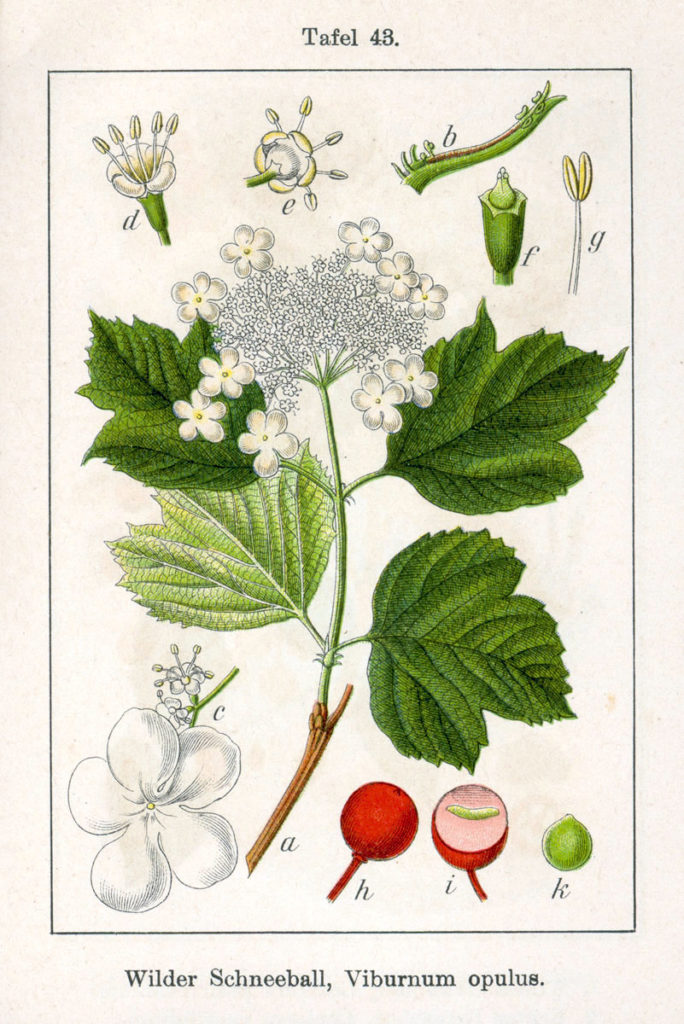 Калина обыкновенная Viburnum_opulus_Sturm43