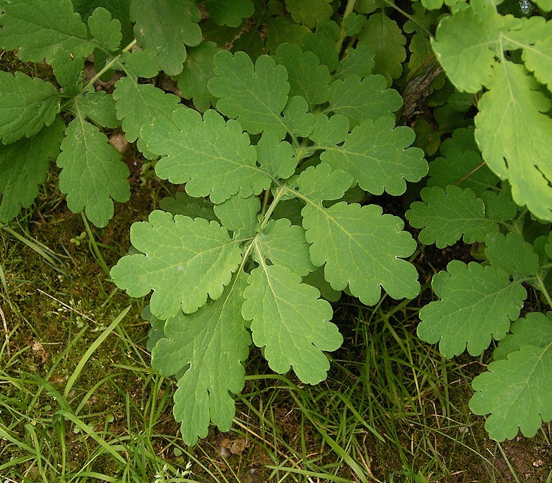 Чистотел большой (Chelidonium majus L.) Куст