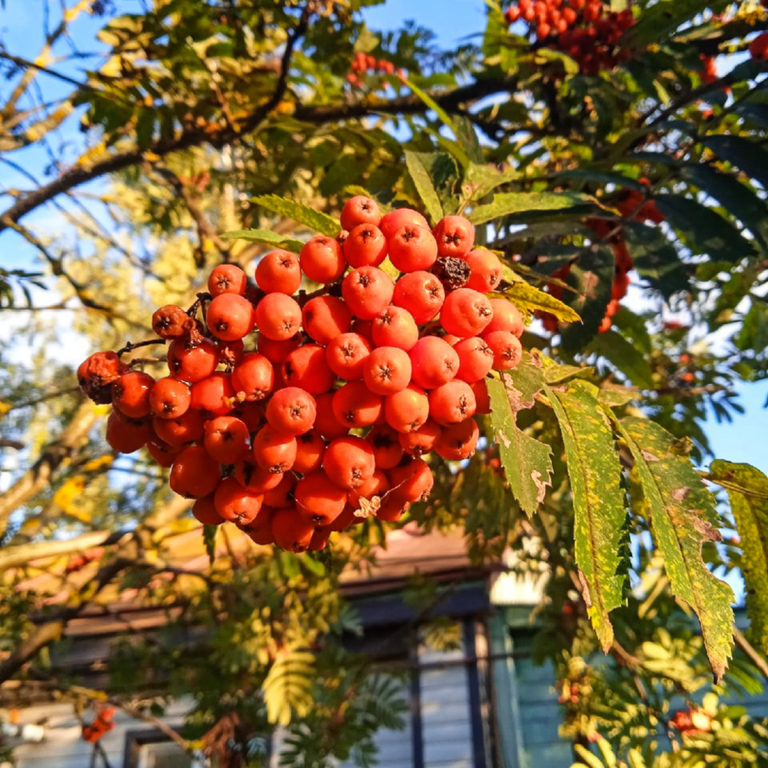 Невежинская рябина 