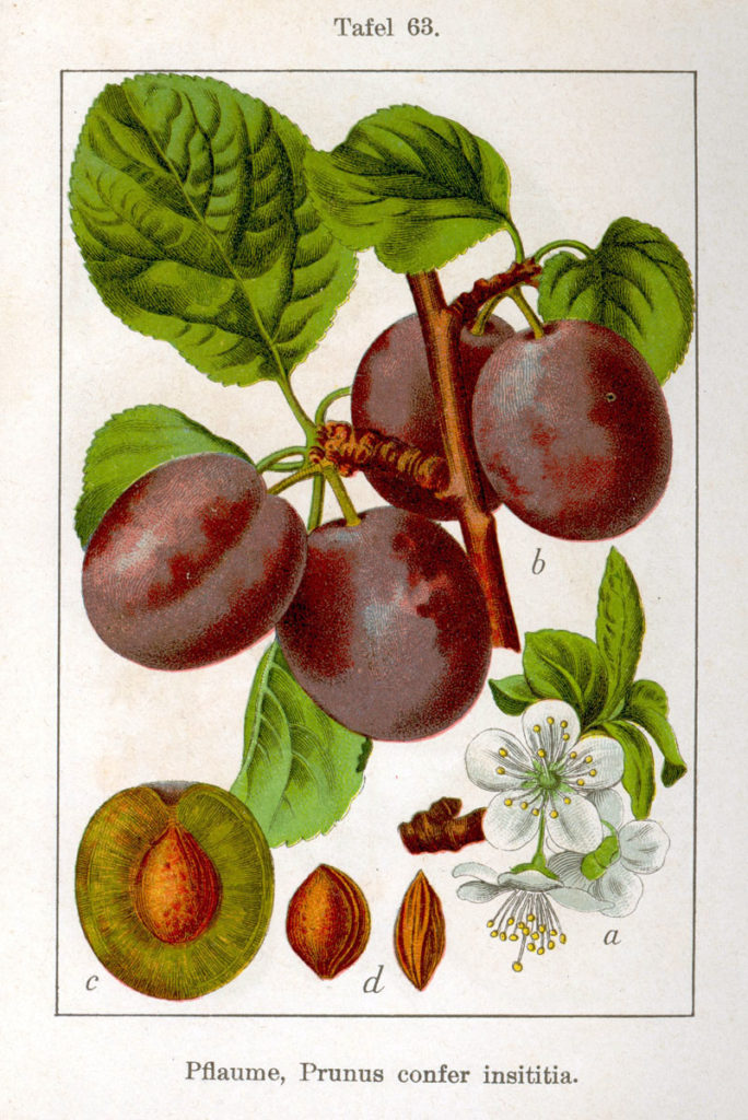 Слива домашняя (лат. Prunus domestica) Ботаническая иллюстрация