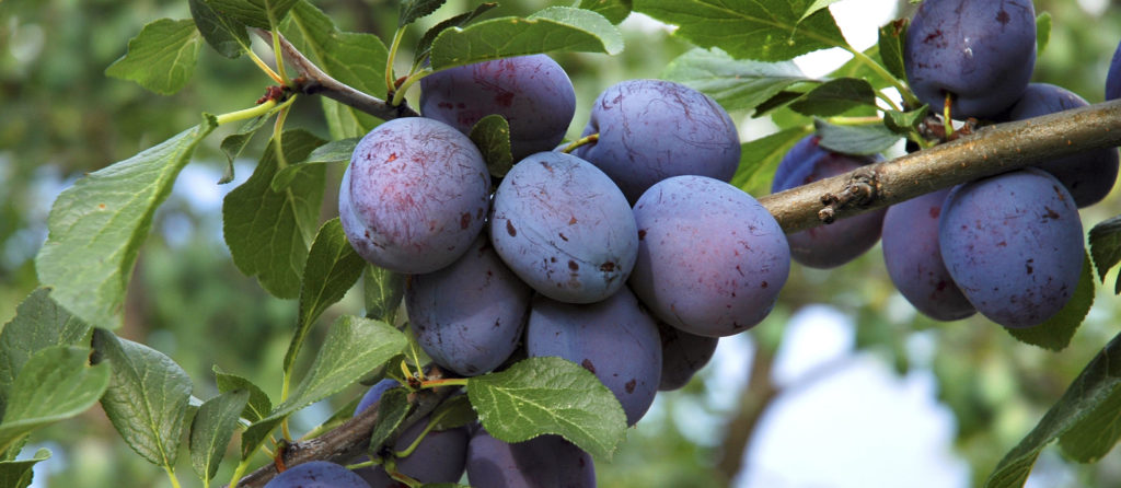 Слива Хаузветше Prunus Hauszwetsche
