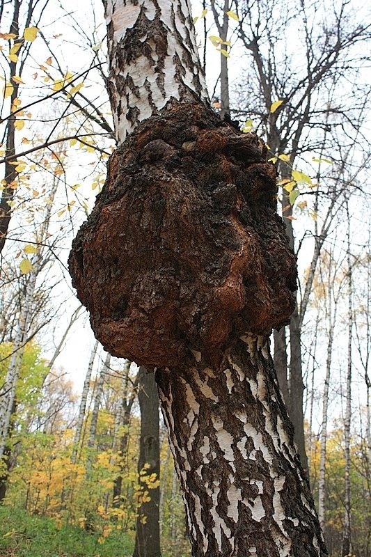 Сувель (свиль) на берёзе / ©r.f. Сувель (свиль) на берёзе
