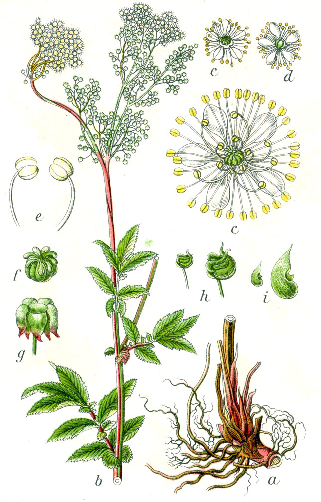 Таволга вязолистная, Лабазник вязолистный (лат. Filipendula ulmaria) / Ботаническая иллюстрация / (CC0 1.0) Таволга вязолистная, Лабазник вязолистный Ботаническая иллюстрация