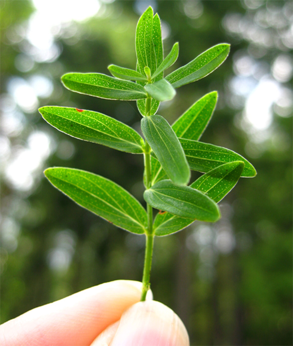 Hypericum-perforatum Hypericum-perforatum