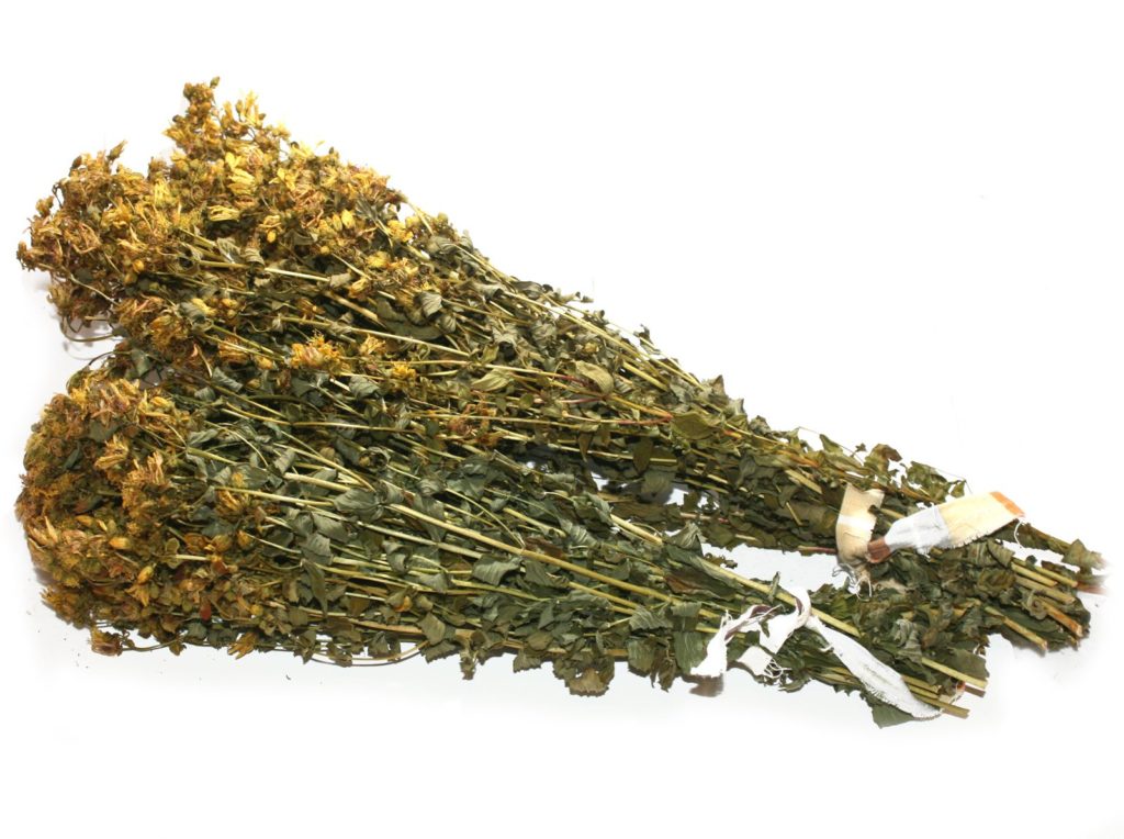 Hypericum-perforatum Hypericum-perforatum