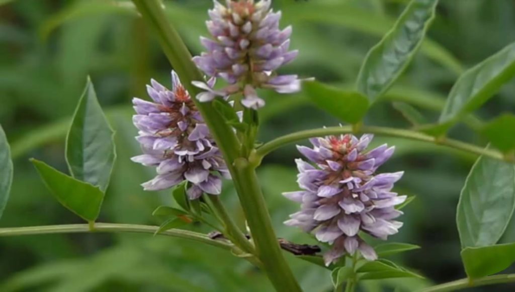 Солодка голая (Glycyrrhiza glabra)