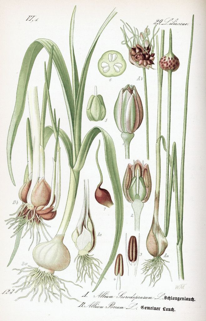 Чеснок / Allium sativum / (CC0 1.0) Чеснок / Allium sativum