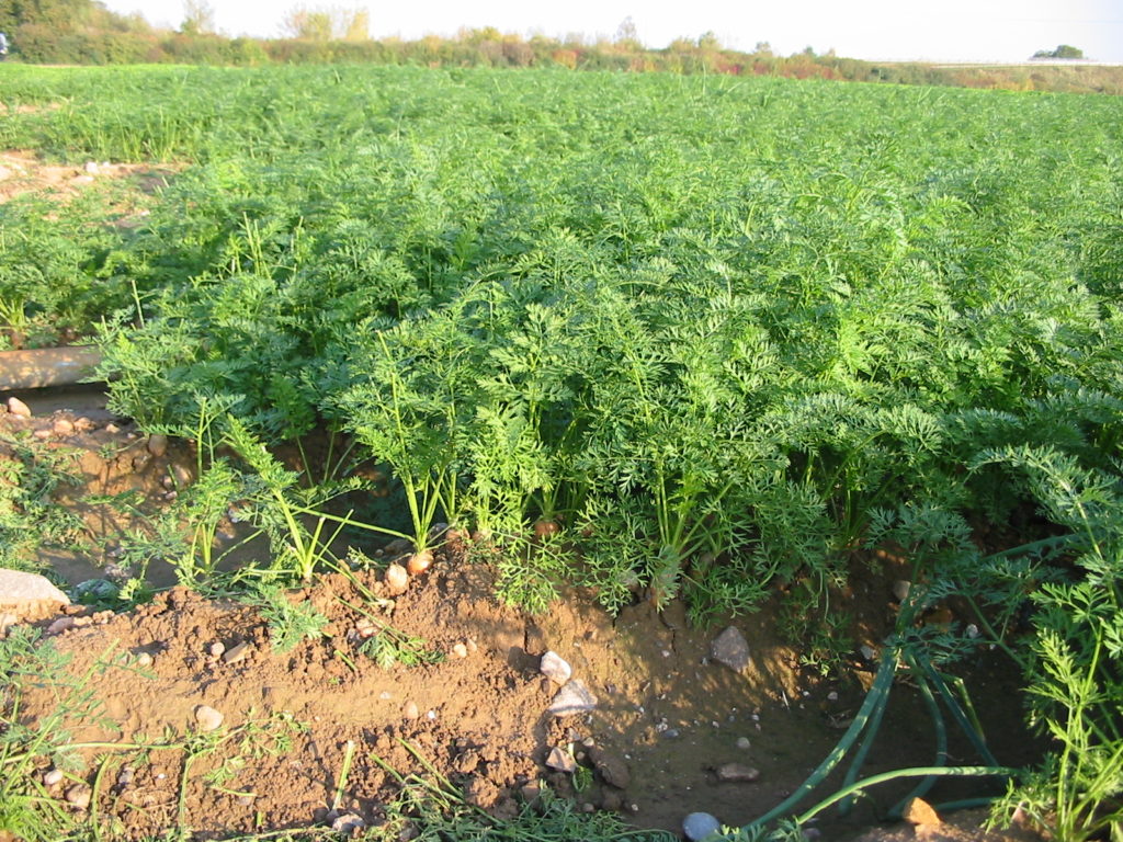 Морковное поле