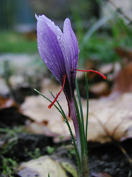 Saffran_crocus_sativus_moist. (л.- GNU-FDL.)