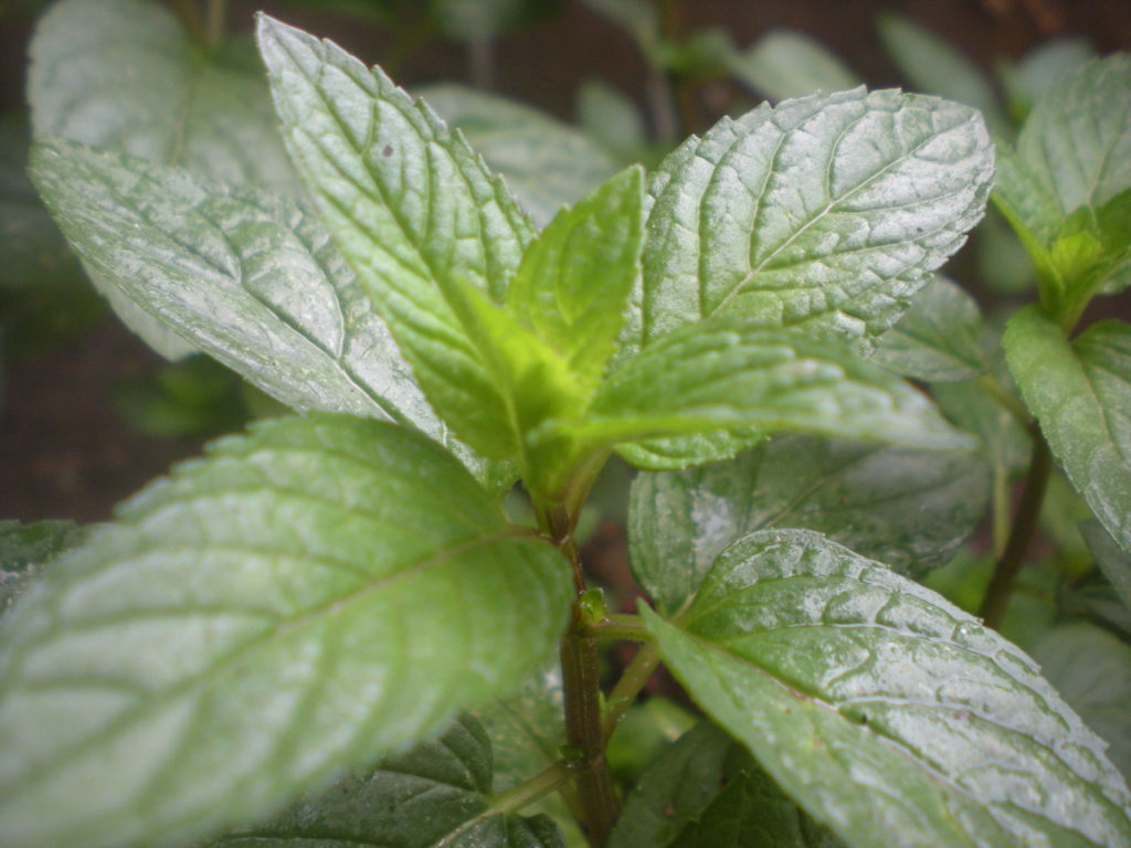 Мята перечная / pefferminze natur / ©wikimedia.org Мята перечная / pefferminze natur / ©wikimedia.org