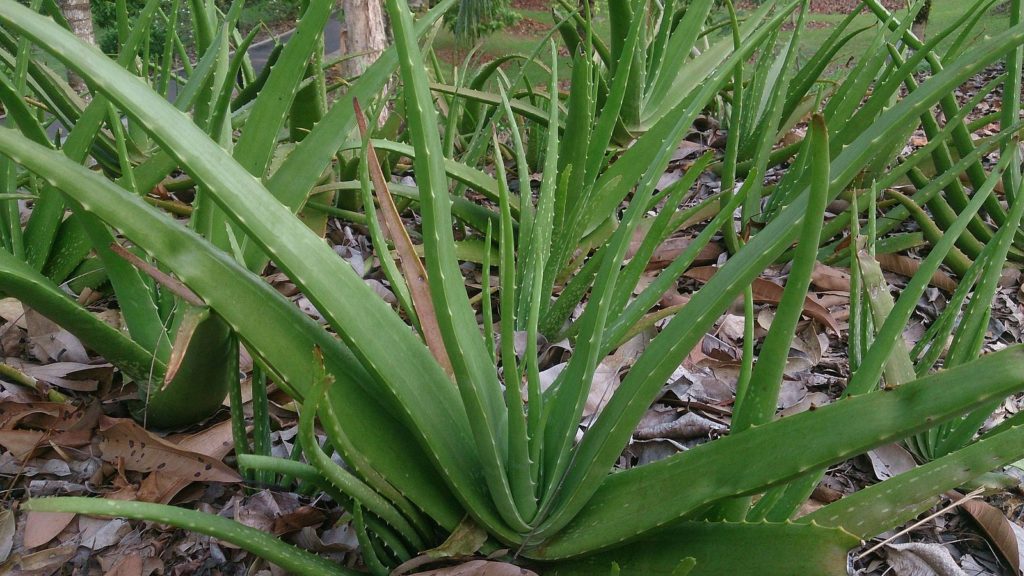 Aloe_Vera_plant / ©Мокки Плантация алоэ