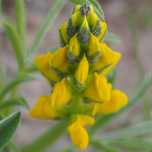 Люпин жёлтый Lupinus luteus