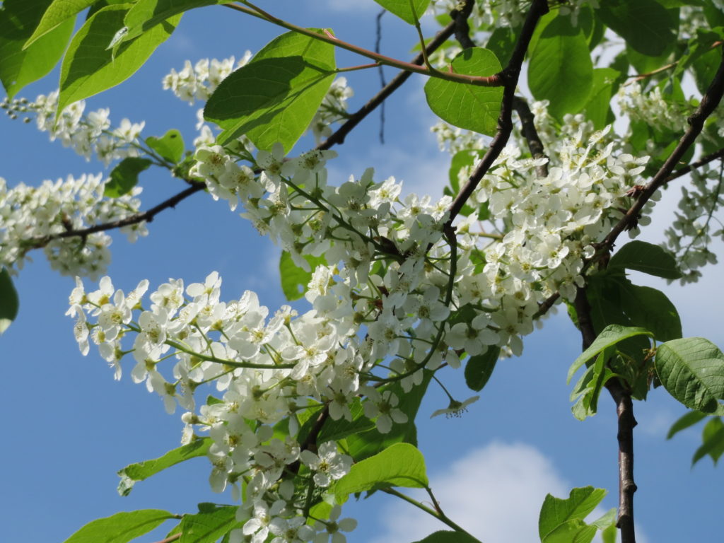 Prunus_padus Черёмуха цветёт /.( CC0 1.0 ) Prunus_padus Черёмуха цветёт