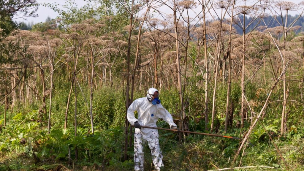 Борщевик / при скашивании необходимы специальные средства защиты / © agrostory.com Борщевик / при скашивании необходимы специальные средства защиты