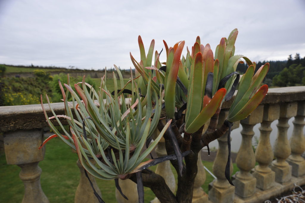 Алое складчатое (Aloe plicatilis) / фото Megan Hansen / ©flickr Алоэ складчатое (Aloe plicatilis)