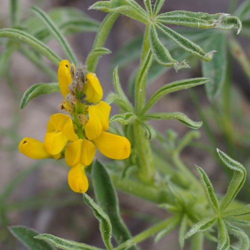 Люпин жёлтый Lupinus luteus