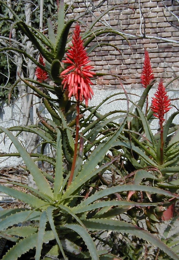 Aloe_arborescens / ©Cillas Алоэ древовидное (столетник) (лат. Alоe arborеscens)