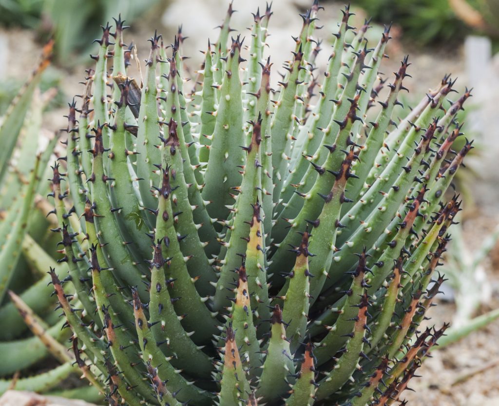 Алое черноколючковое (Aloe melanacantha) / ©Диего Дельсо Алоэ черноколючковое (Aloe melanacantha)