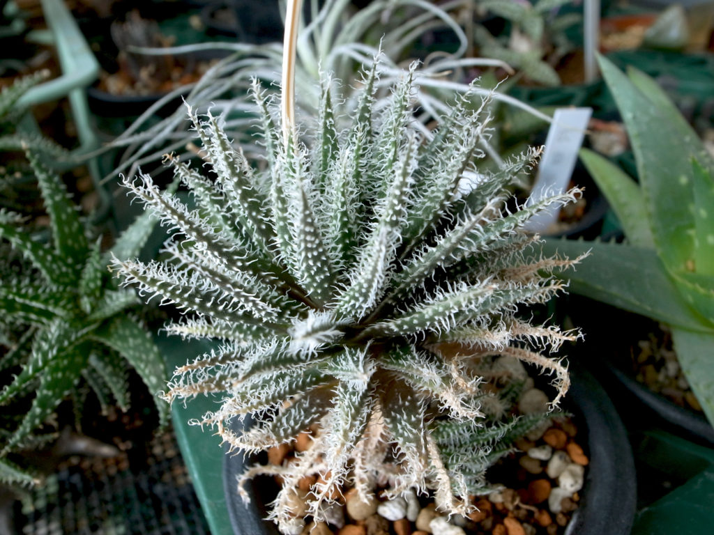 Алое хавортоидное (Aloe melanacantha) / ©salchu Алоэ хавортоидное (Aloe melanacantha)
