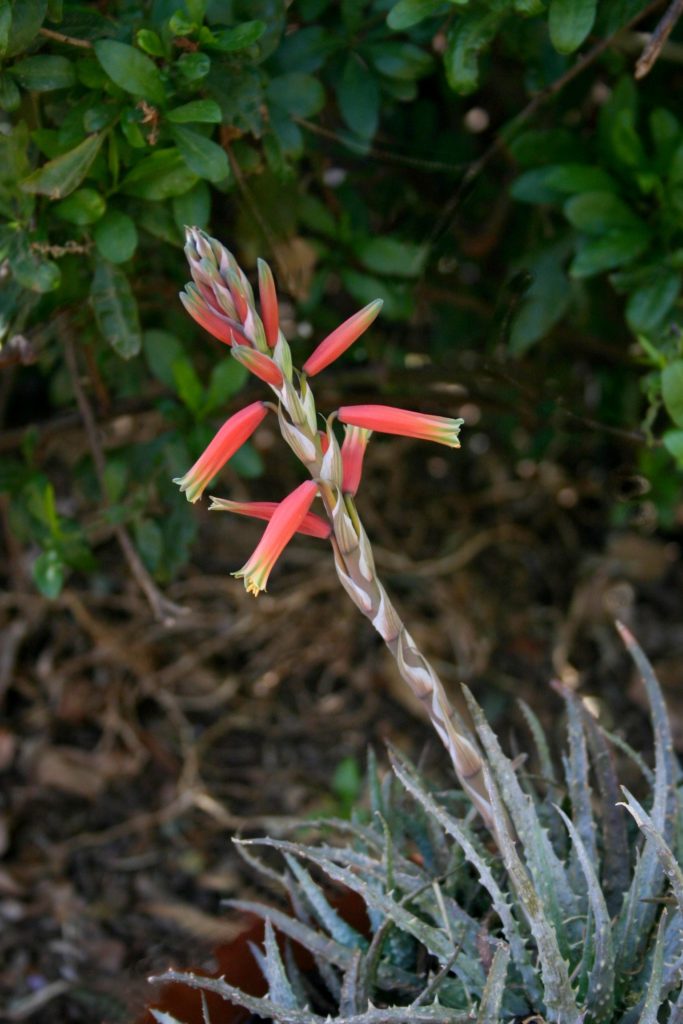Алое приземистое (Aloe humilis) / ©RF Алоэ приземистое (Aloe humilis)