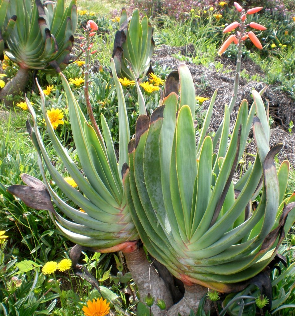 Алое складчатое (Aloe plicatilis) / фрагмент © Консалтаплантас Алоэ складчатое (Aloe plicatilis)