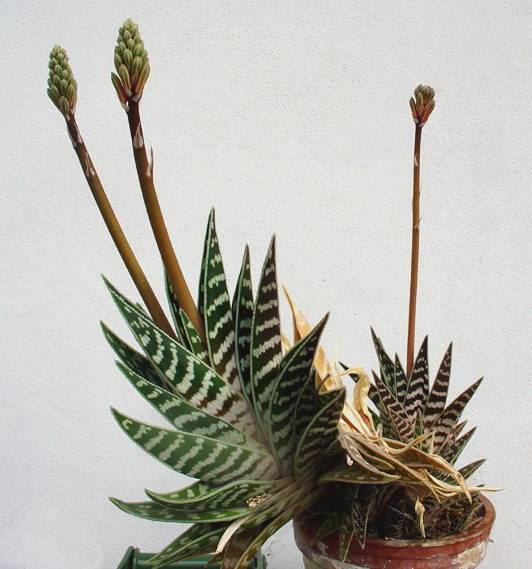 Алое пестрое (Aloe_variegata) / ©(CC0 1.0) Алоэ пестрое (Aloe_variegata)