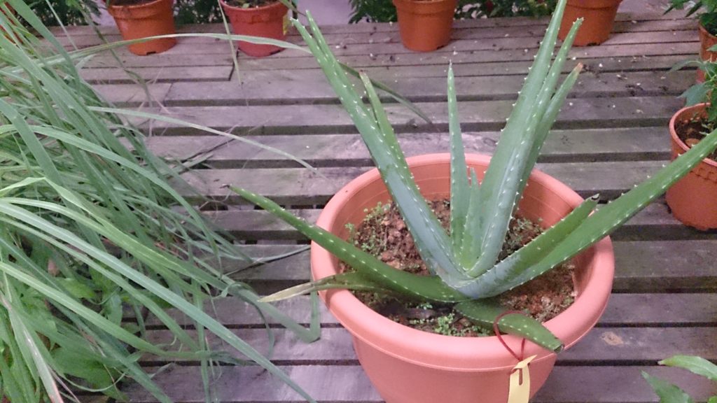 Aloe_vera_in_pot / ©Mokkie Алоэ настоящее (Aloe vera)