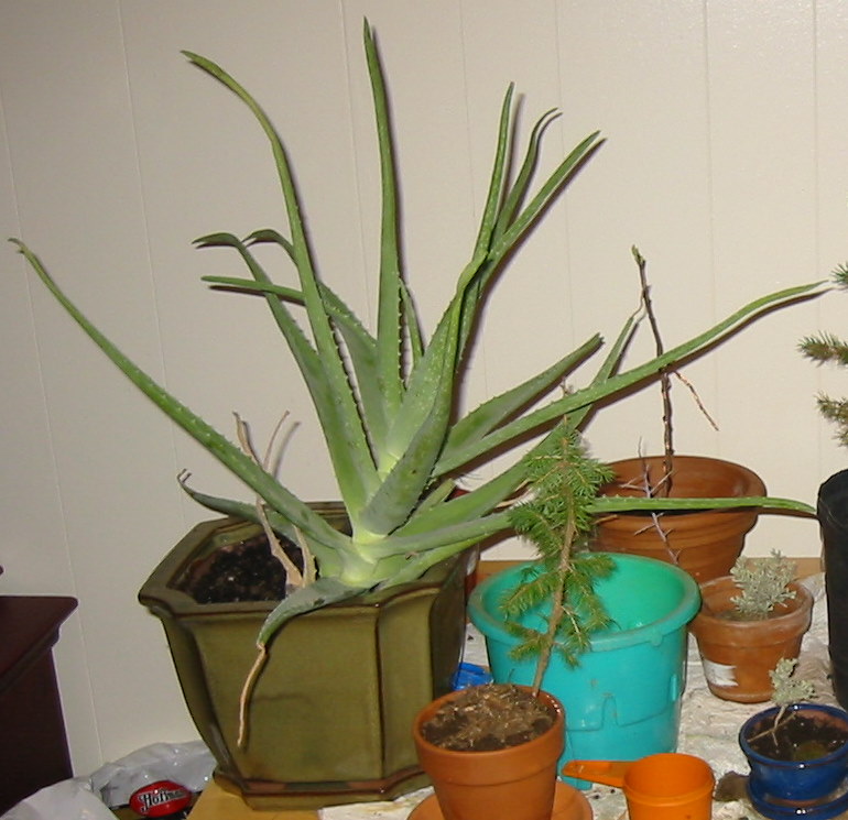 Aloe_vera_with_shoots. / ©CC0 Алоэ настоящее (Aloe vera)