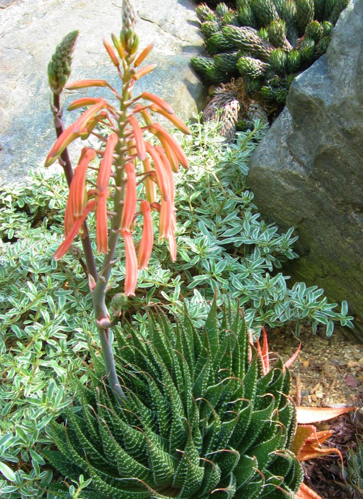 Алое остистое (Aloe aristata) / ©Chhe (CC0 1.0) Алоэ остистое (Aloe aristata)