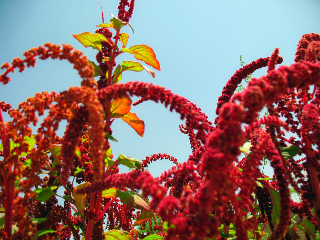 Amaranthus / &copy;Mostafameraji