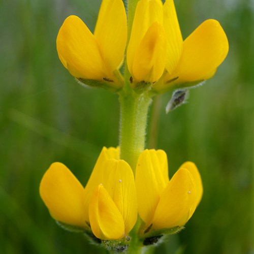 Люпин жёлтый Lupinus luteus