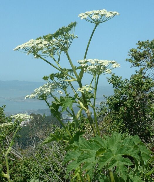 Борщевик мохнатый или шерстистый (Heracleum lanatum) / ©Bbullot~commonswiki Борщевик мохнатый или шерстистый (Heracleum lanatum)
