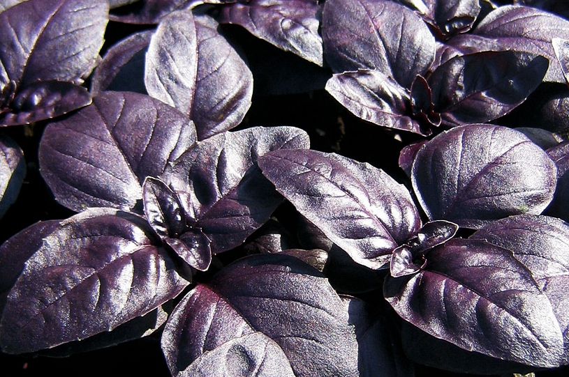 Черный Базилик / ©dreamstime Черный Базилик