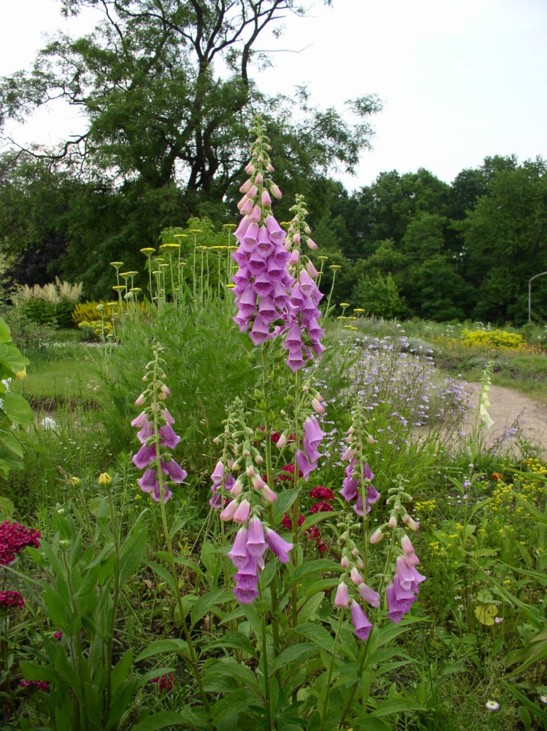 Наперстянка Digitalis purpurea 