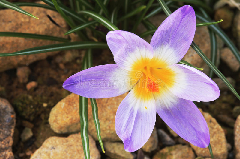 fio etovyj krokus 42374900 - Крокус
