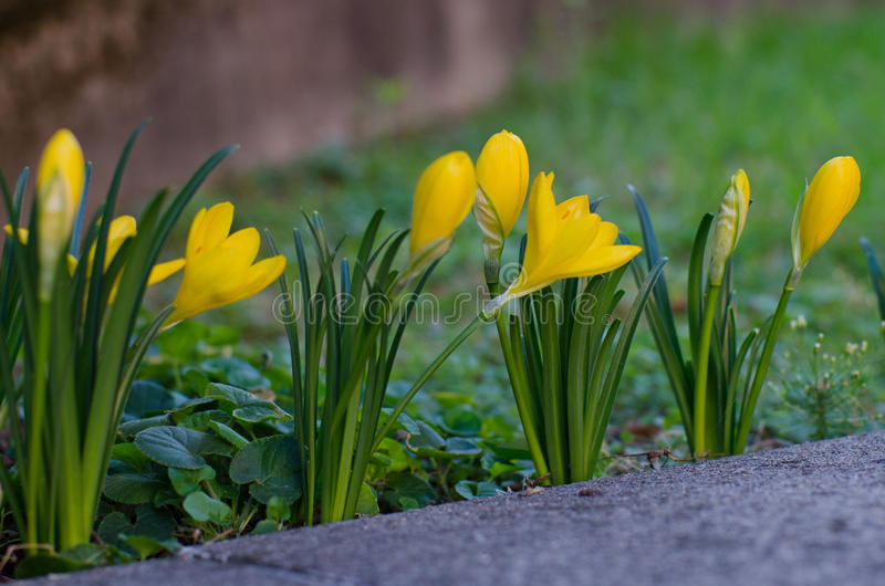 flowerbed-крокуса