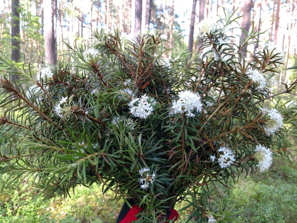 Багульник болотный