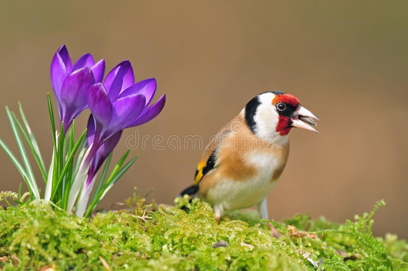 goldfinch-с-крокусом