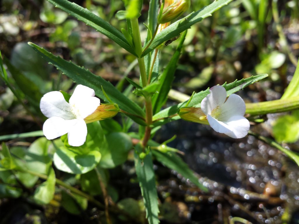 Авран лекарственный  Цветущий / Gratiola officinalis / &copy;Стефан Лефнар