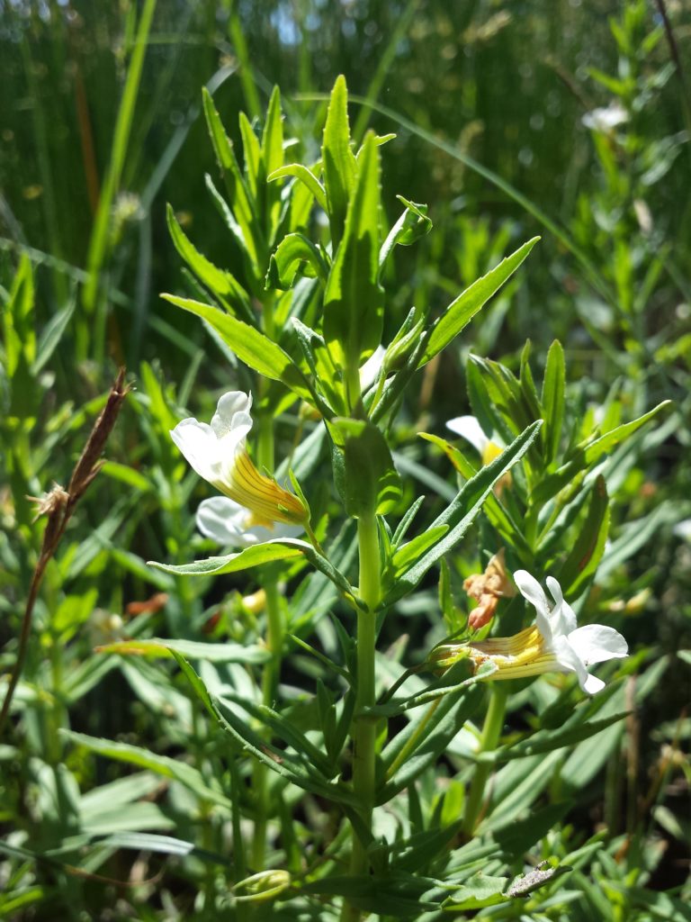 Авран лекарственный  Цветущий / Gratiola officinalis / &copy;Стефан Лефнар