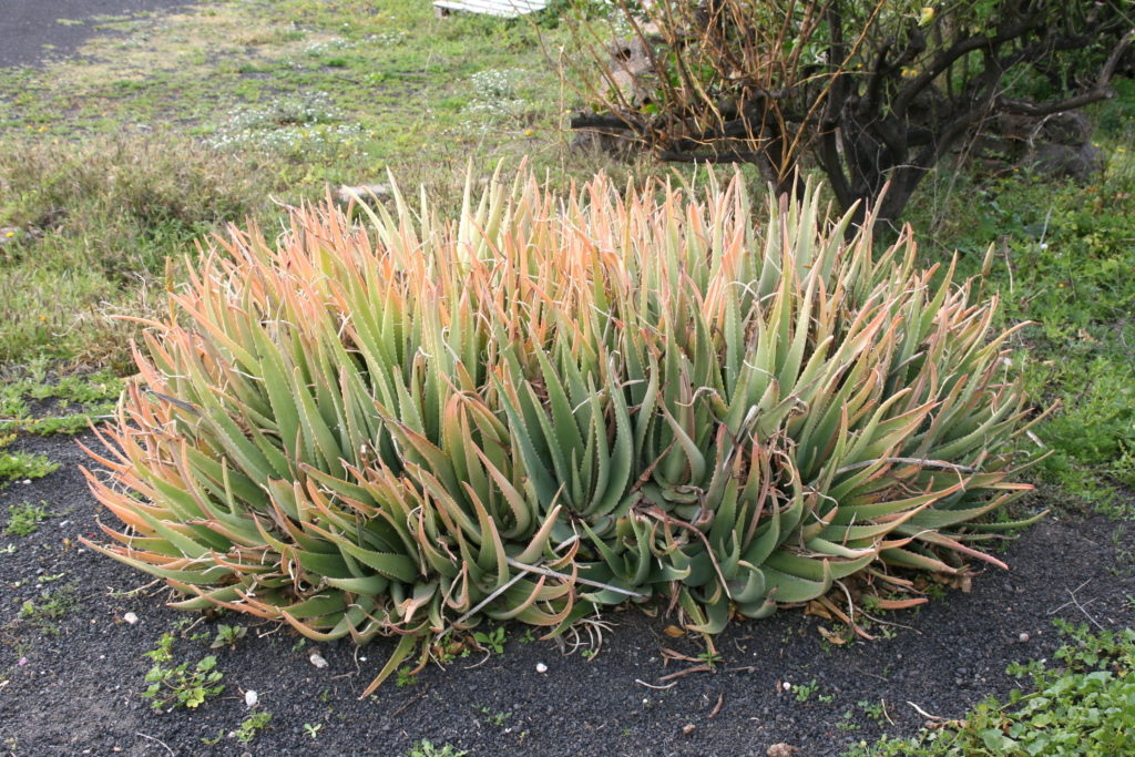 Алое настоящее (Aloe vera) / ©Frank Vincentz Алоэ настоящее (Aloe vera)