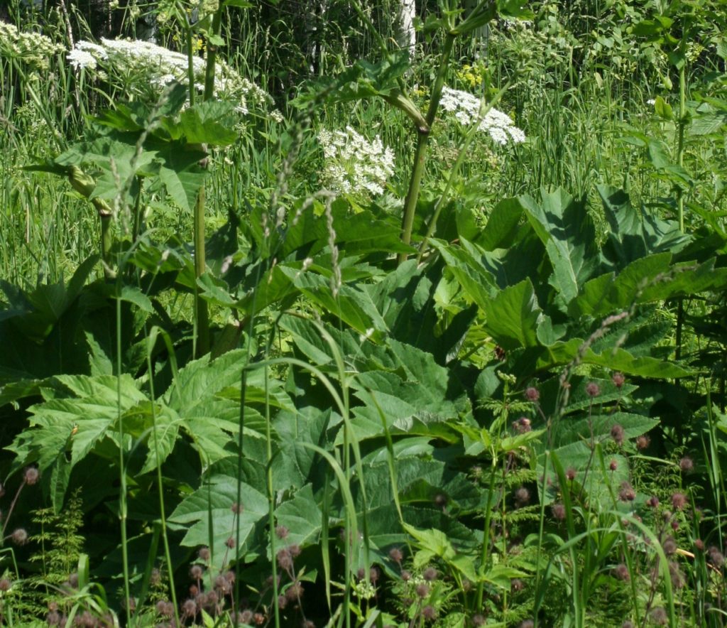 Б. рассечённый (Heracleum dissectum) / ©Oleg Kosterin фрагмент Борщевик рассечённый (Heracleum dissectum)