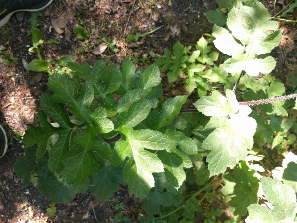 Б. обыкновенный (Heracleum sphondylium) / © Michel Langeveld Борщевик обыкновенный Heracleum sphondylium