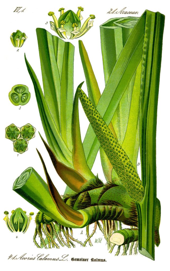 Illustration_Acorus_calamus0_clean / лиц. (CC0 1.0)