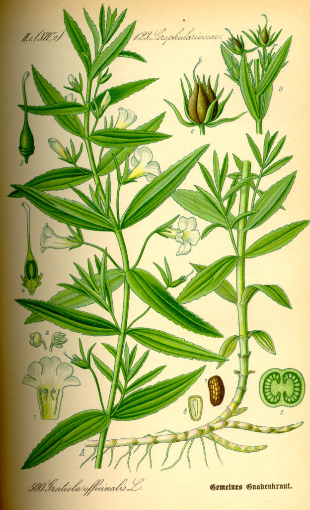 Illustration_Gratiola_officinalis