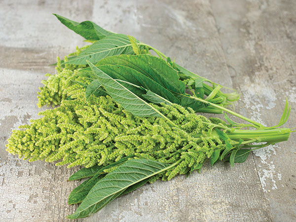 Амарант&nbsp;Аурелия Верде&nbsp;(Aurelia&rsquo;s Verde Amaranth) / &copy;RF