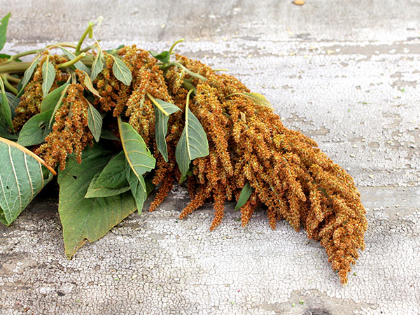 Амарант Оранжевый гигантский&nbsp;(Orange Giant Amaranth) / &copy;RF